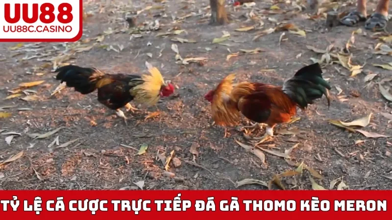 Tỷ lệ cá cược trực tiếp Đá Gà Thomo kèo Meron